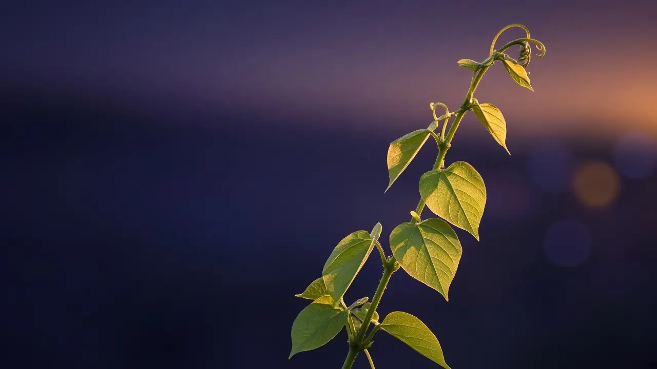 Young vine climbing upward at dusk